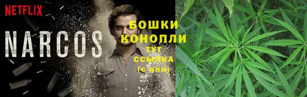 индика Алзамай